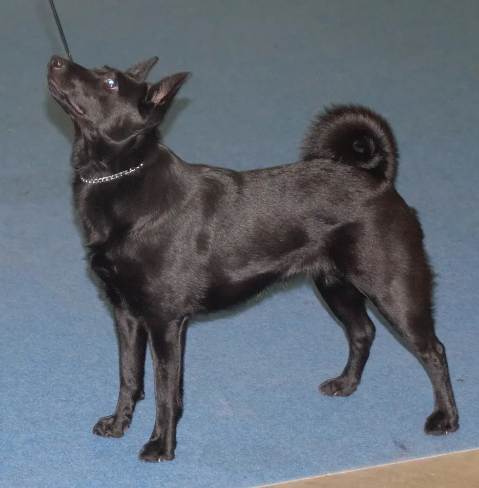 Cazador de alces noruego negro: foto 3
