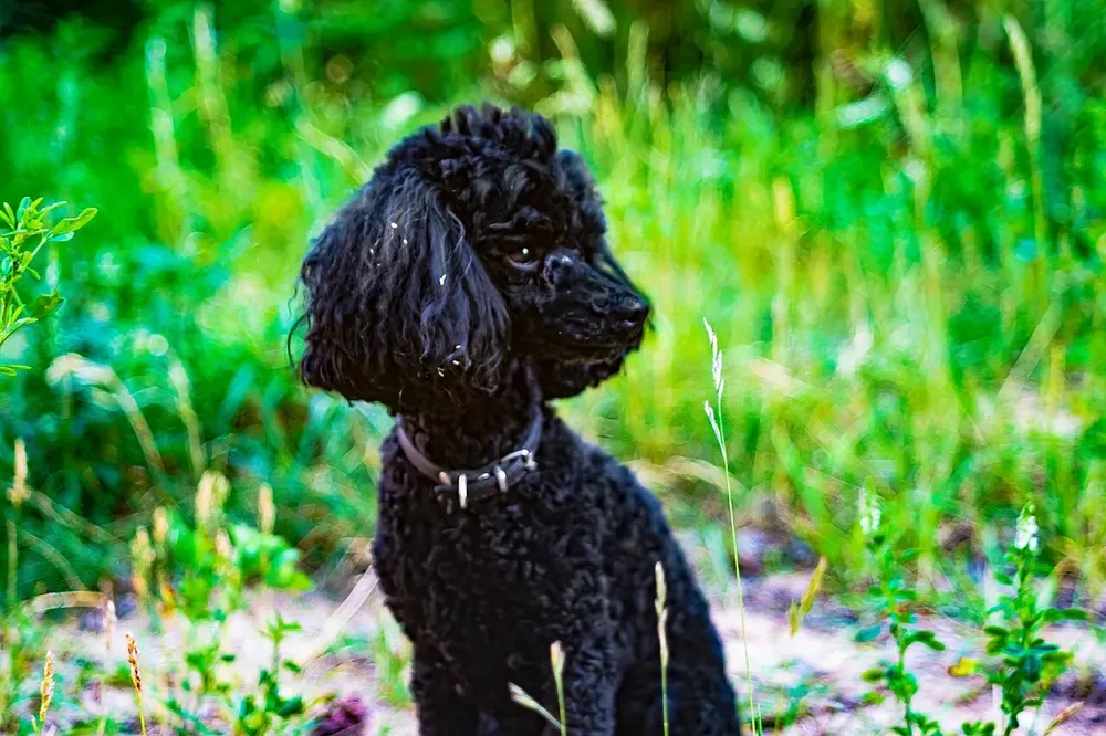 Caniche: foto 3