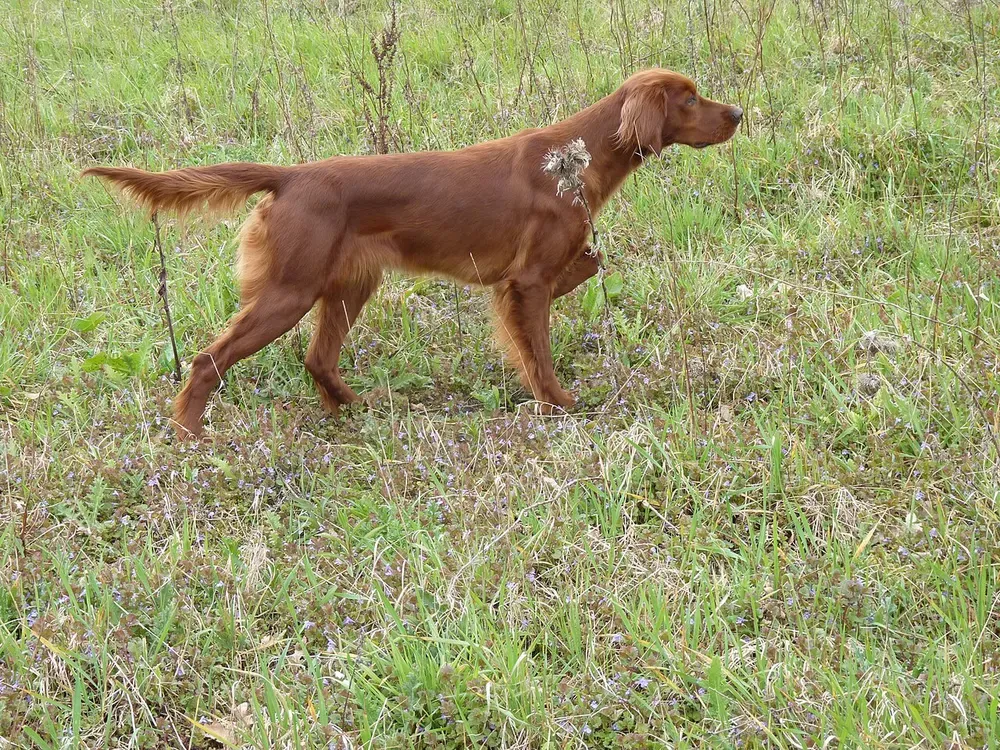 Setter irlandés: foto 3