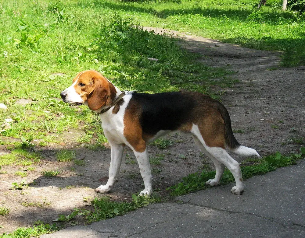 Sabueso estonio: foto 3