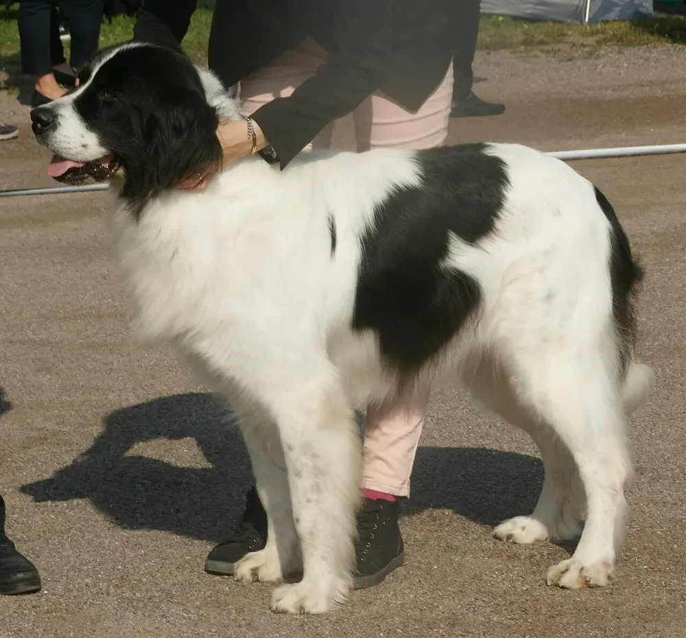 Landseer: foto 3