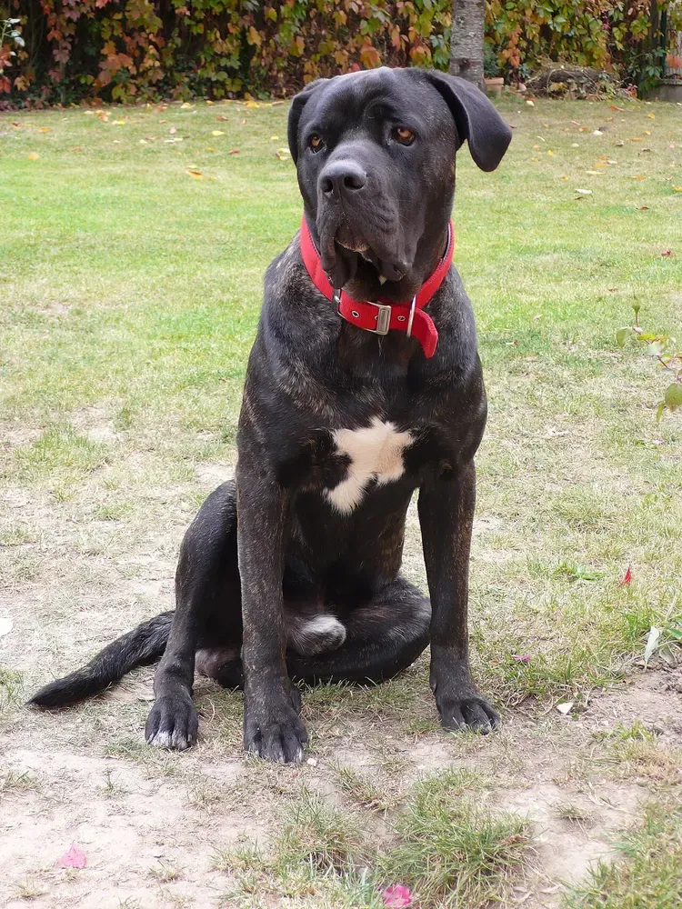 Cane corso: foto 3