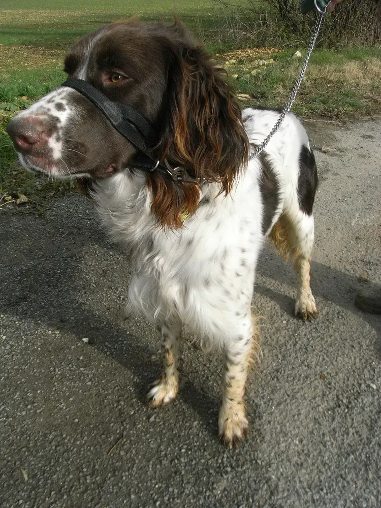 Spaniel francés: foto 3