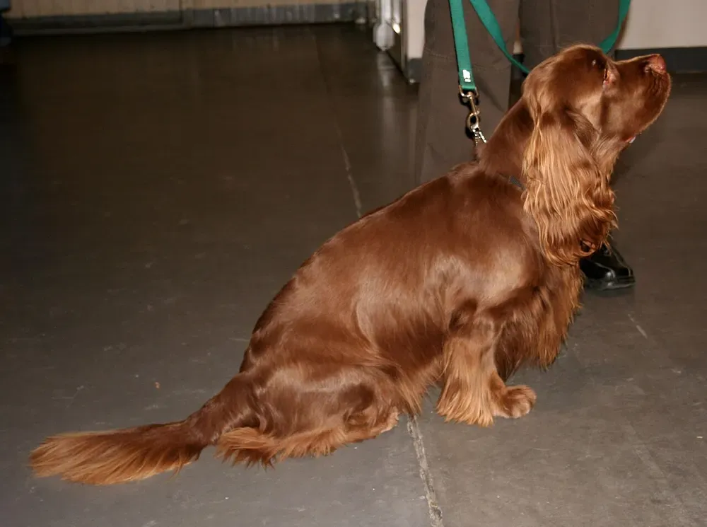 Sussex spaniel: foto 3