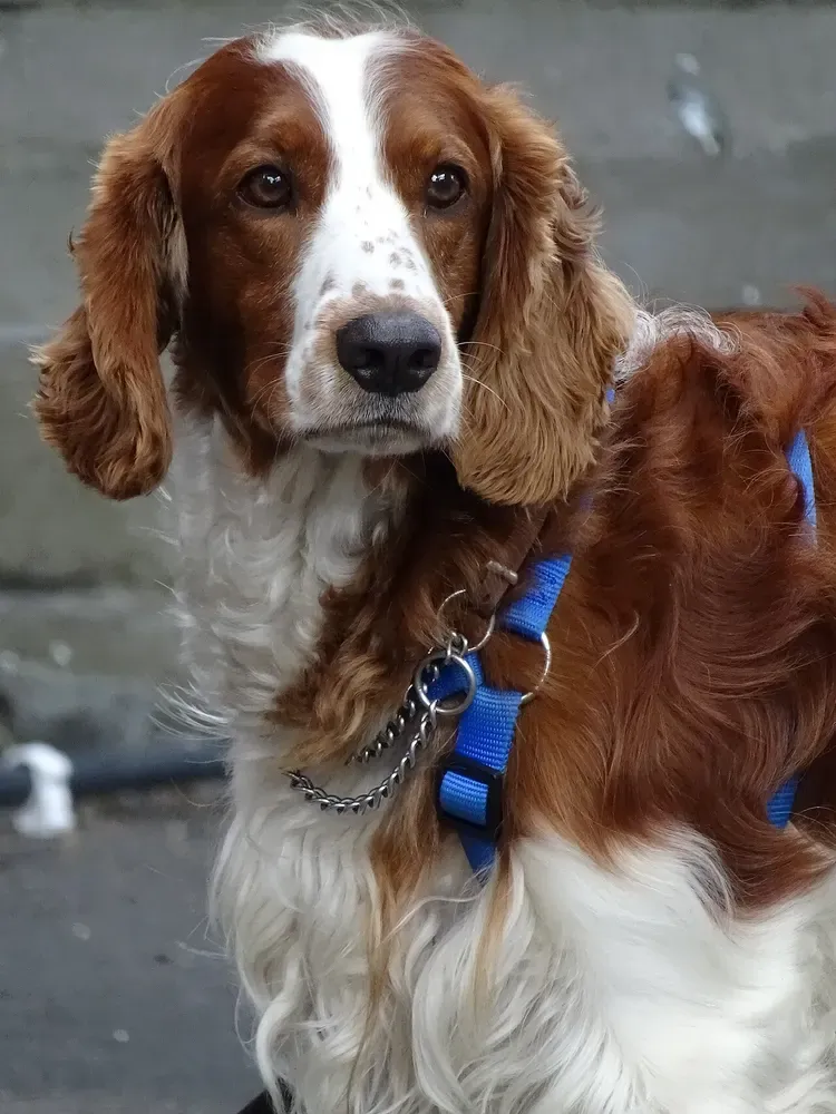 Springer spaniel galés: foto 3