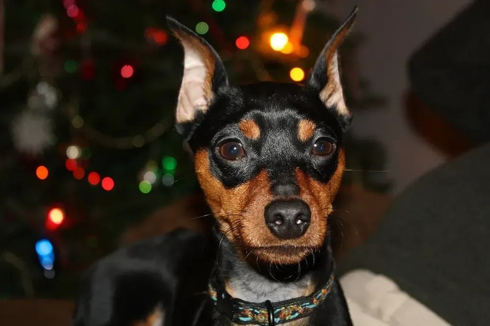 Pinscher miniatura: foto 3