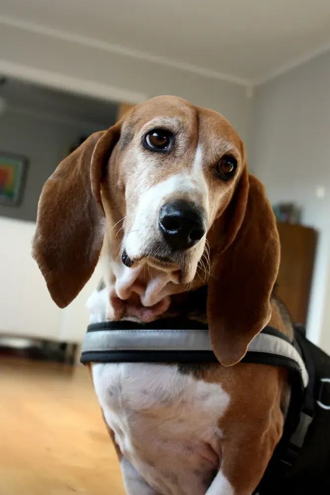 Basset artesiano de Normandía: foto 3
