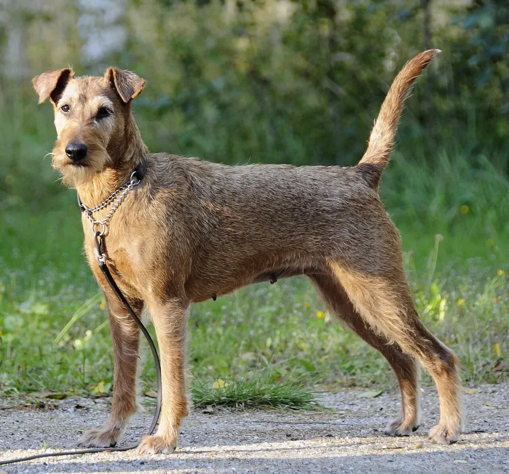Terrier irlandés: foto 3
