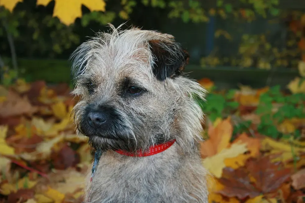 Border terrier: foto 3