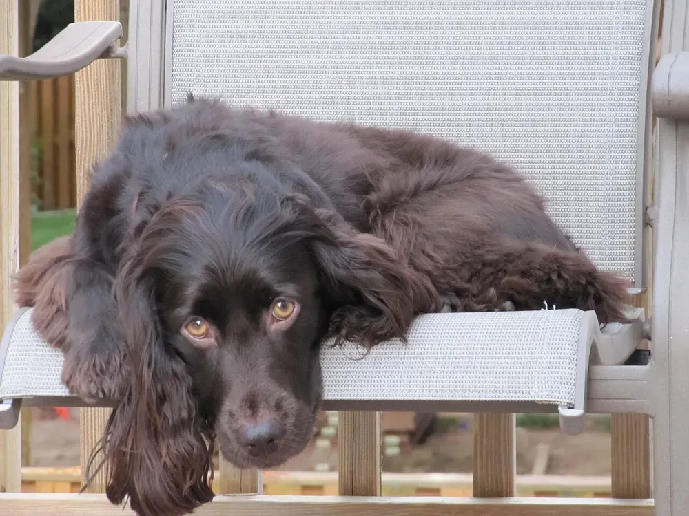 Boykin Spaniel: foto 3