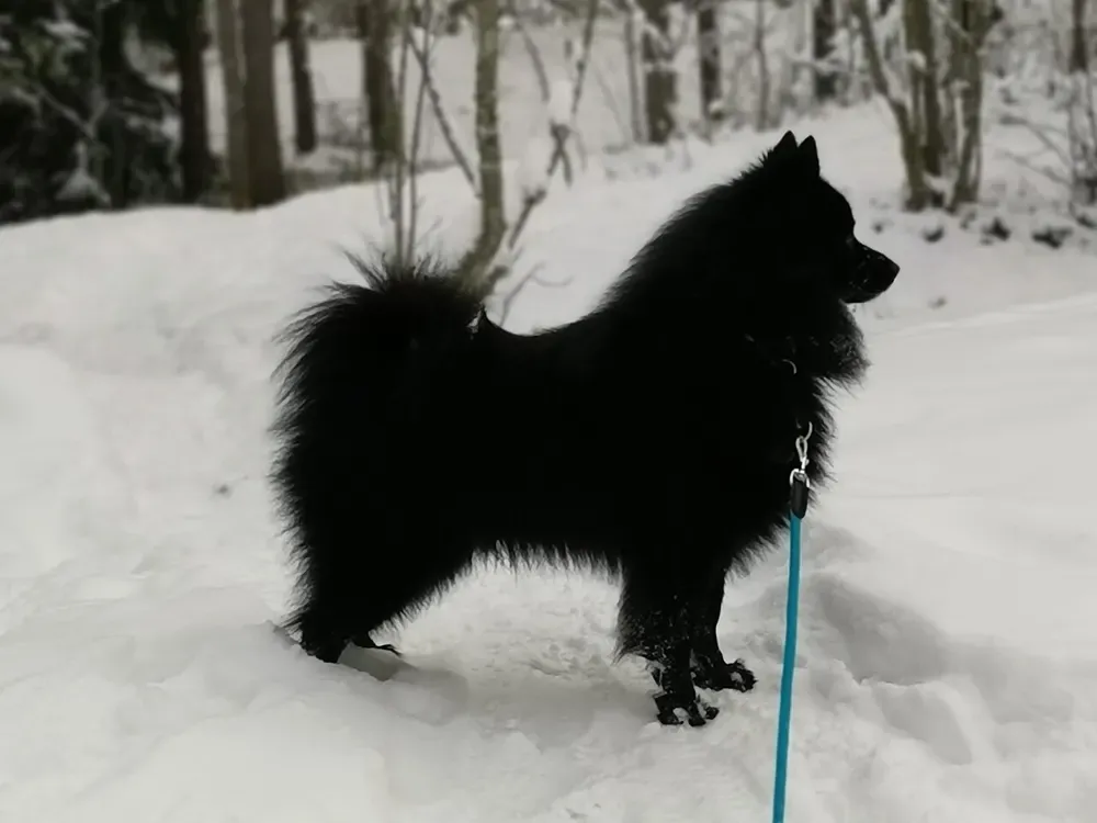 Spitz alemán (incl. Pomerania): foto 3