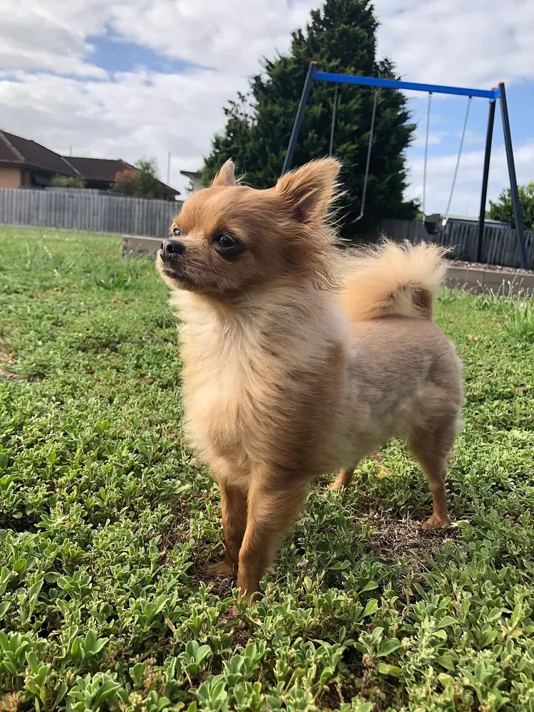 Chihuahua: foto 3