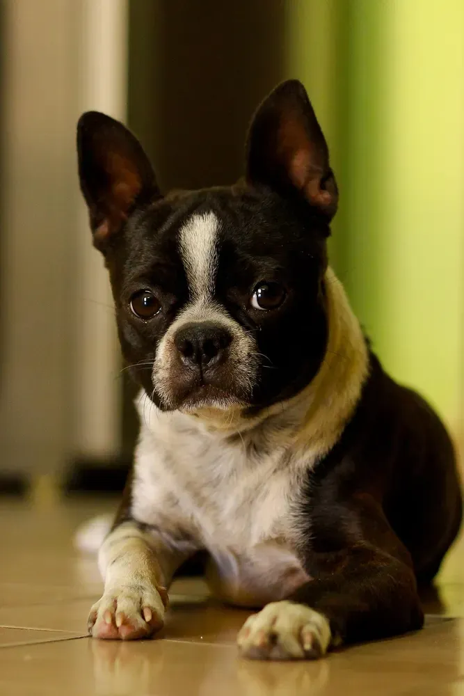 Boston terrier: foto 3