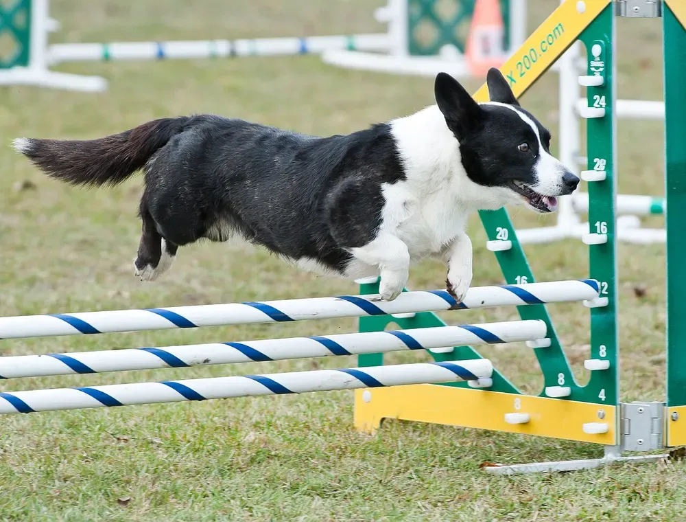 Corgi galés Cardigan: foto 3