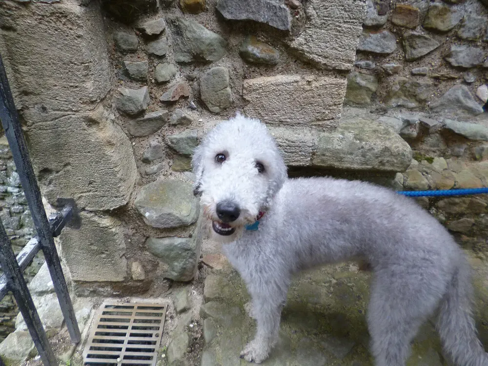 Bedlington terrier: foto 3