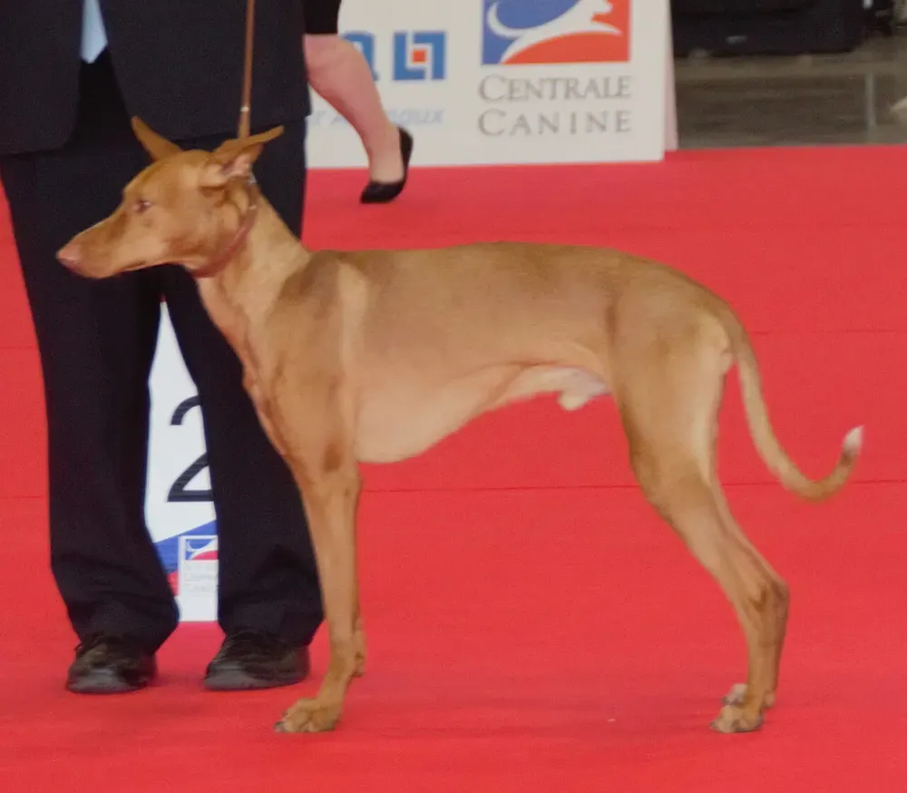 Podenco canario: foto 3