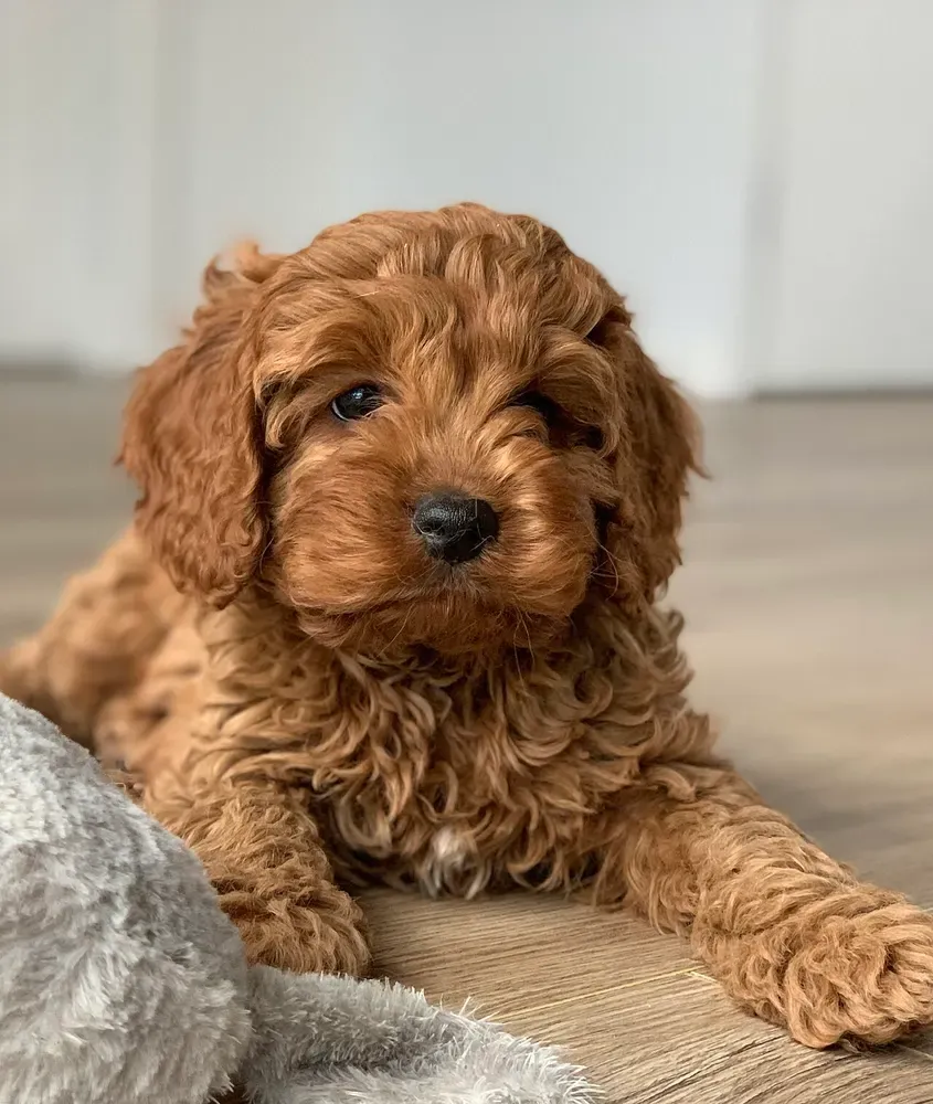 Cavapoo: foto 3