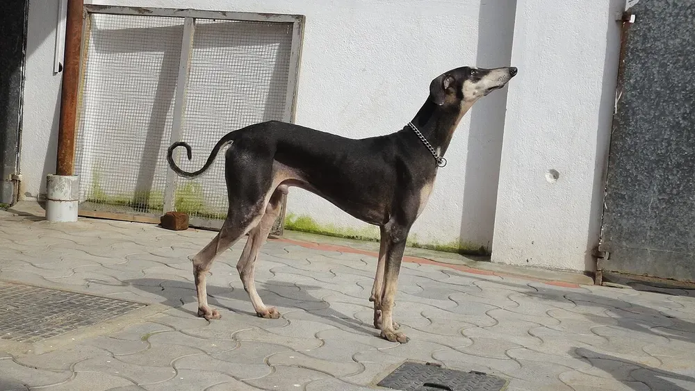 Sloughi (lebrel árabe): foto 3