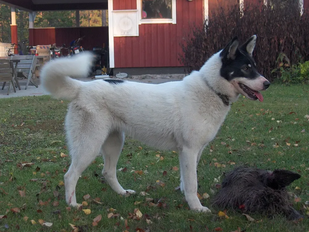Laika de Siberia oriental: foto 3