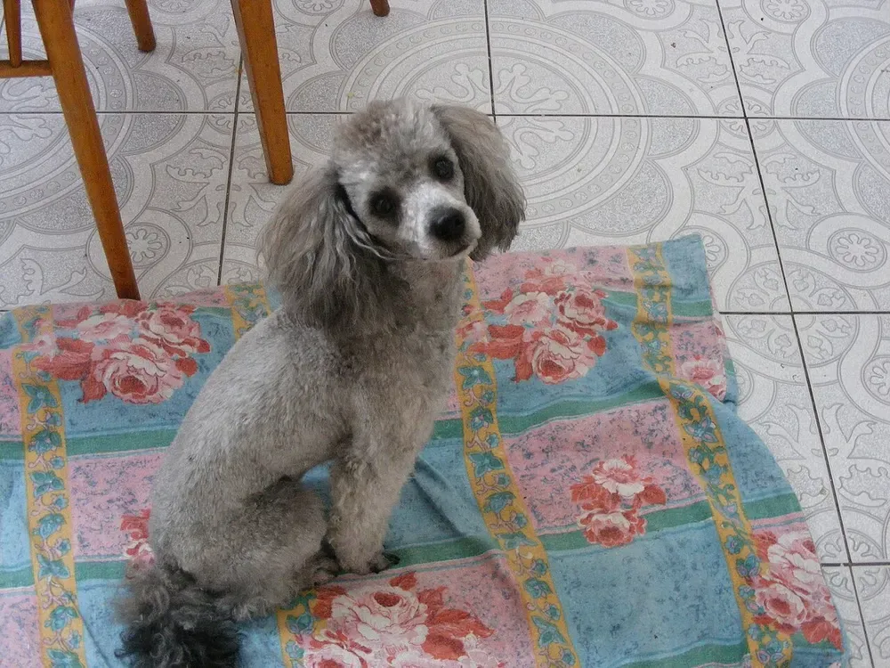 Caniche toy: foto 3