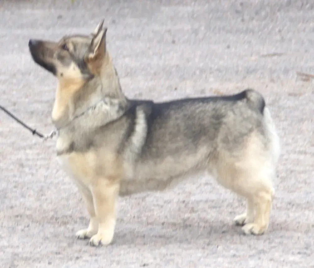 Spitz de Västergötland (Vallhund sueco): foto 3