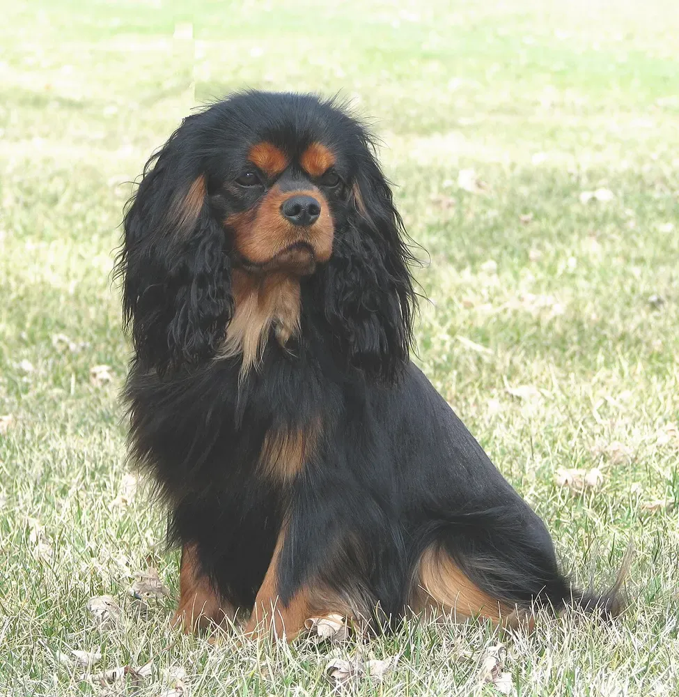 Cavalier King Charles spaniel: foto 3