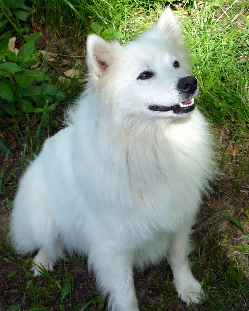 American Eskimo Dog: foto 3