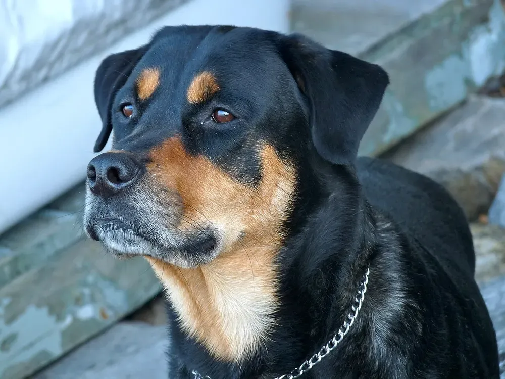 Rottweiler: foto 3