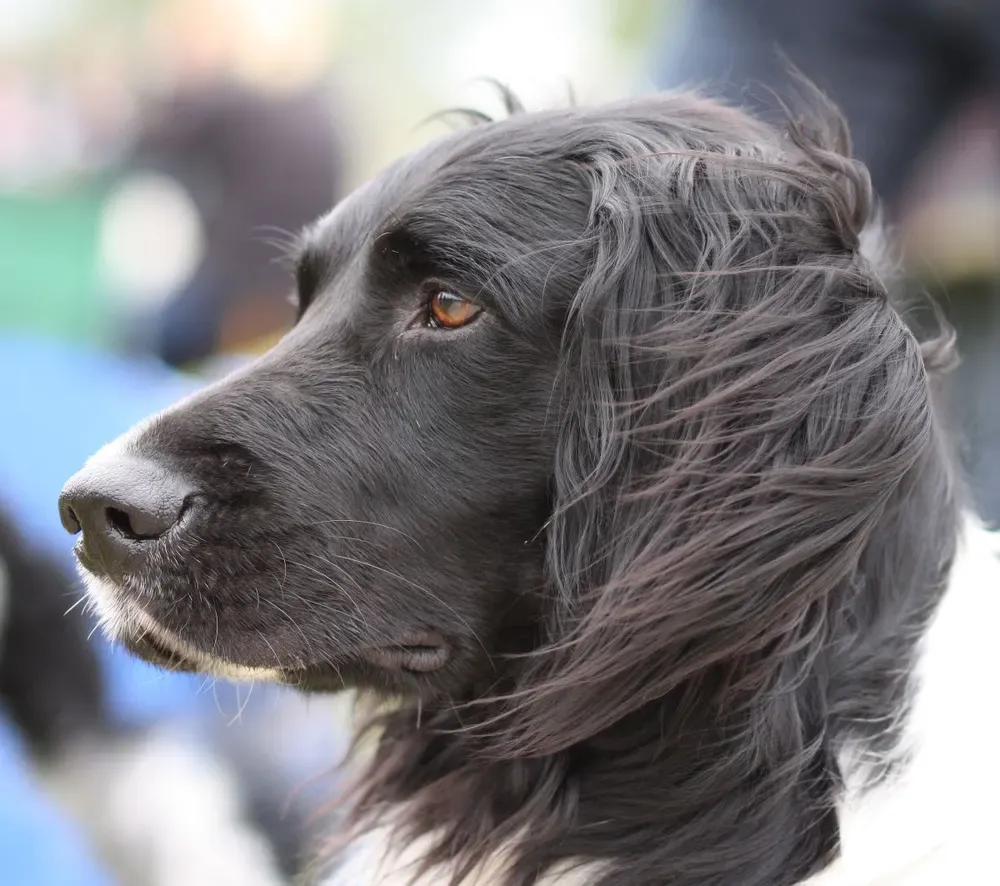 Gran Münsterländer: foto 3
