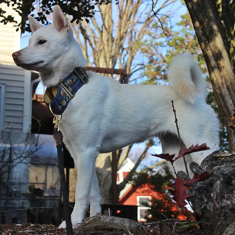 Kishu ken: foto 3