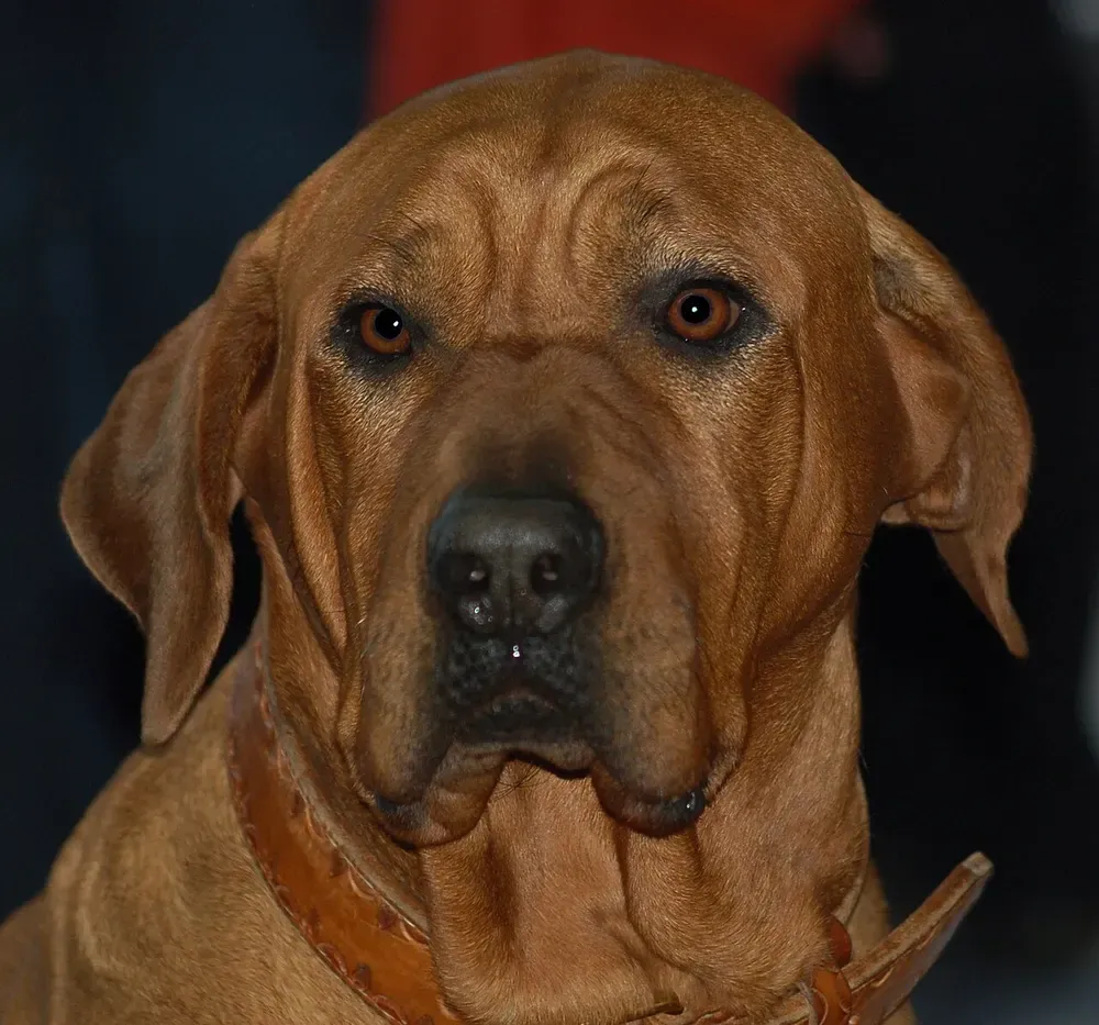 Tosa inu: foto 3