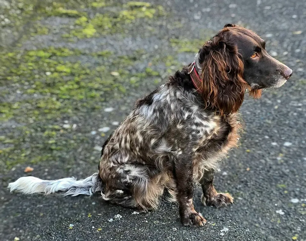 Perro de codornices alemán: foto 3