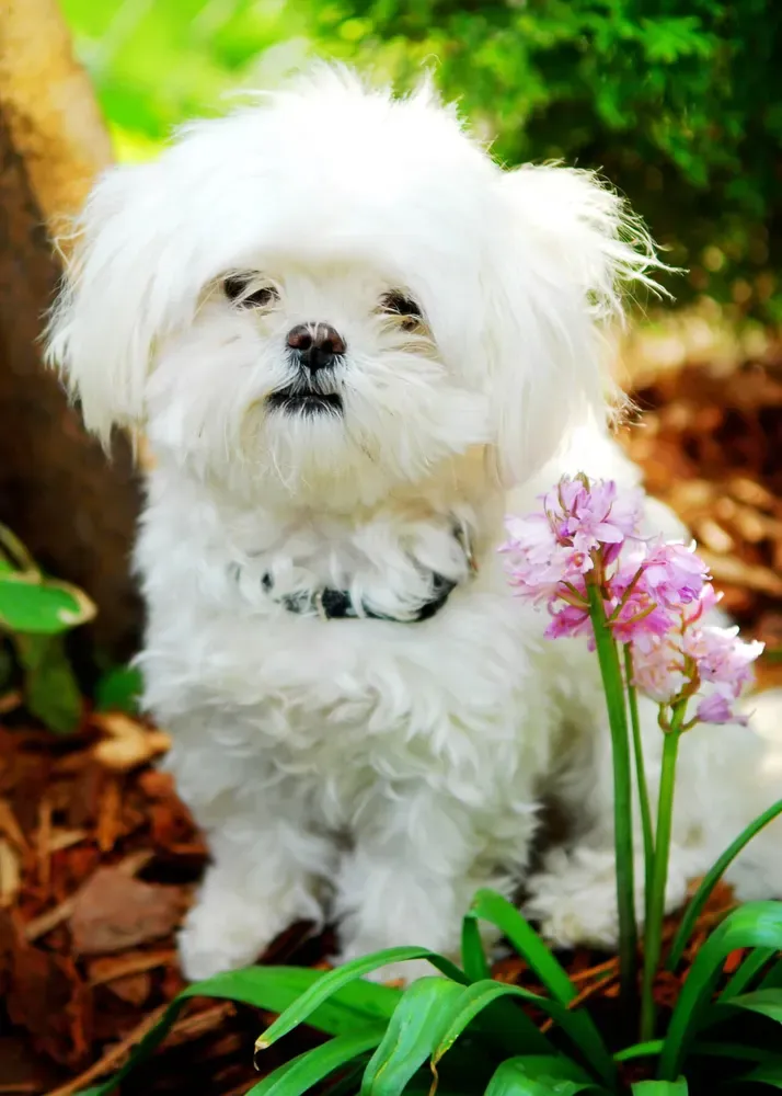 Bichón maltés: foto 3