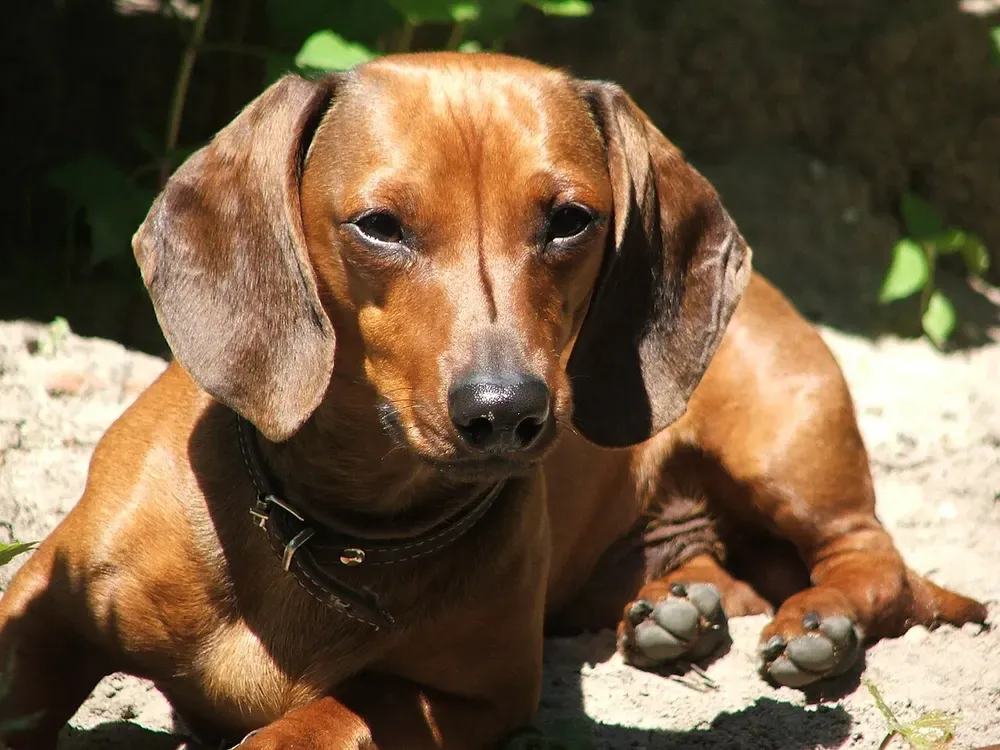 Teckel (perro salchicha): foto 3