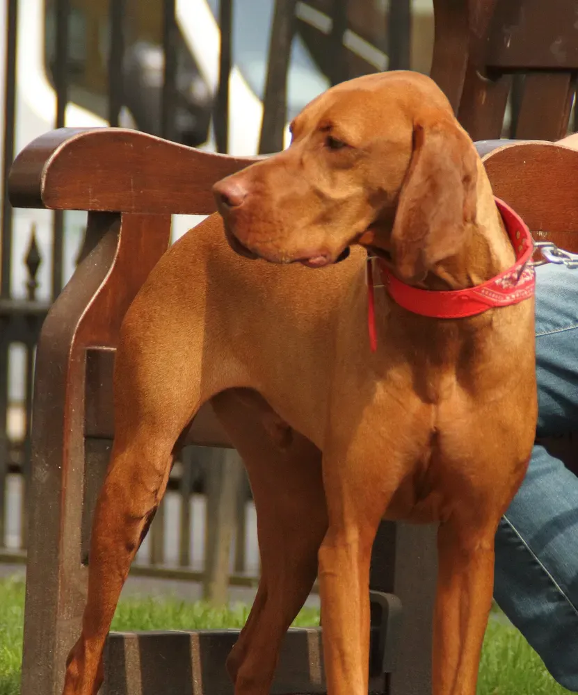Braco húngaro (Vizsla): foto 3
