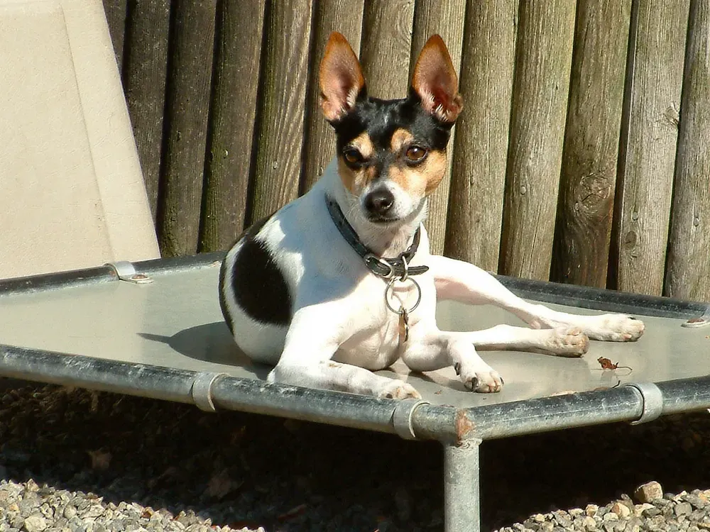 Rat Terrier Americano: foto 3
