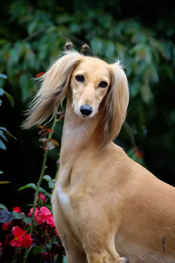 Saluki: foto 3