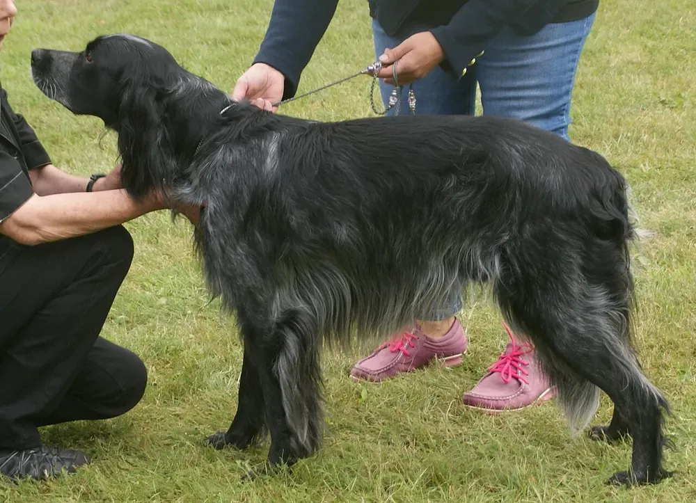 Spaniel azul de Picardía: foto 3