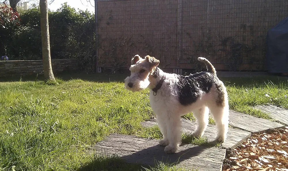 Fox terrier de pelo duro: foto 3
