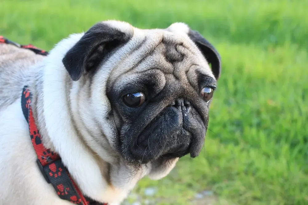 Carlino (pug): foto 3