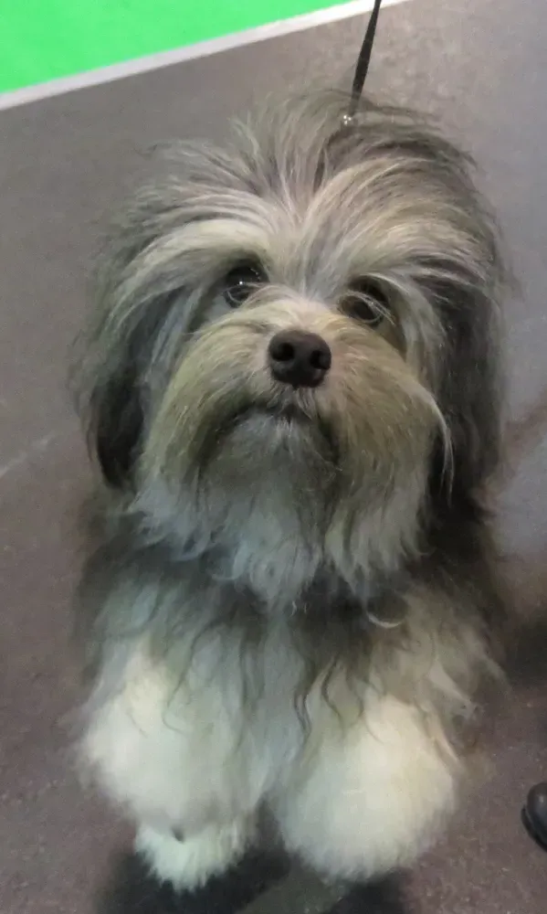Pequeño perro león: foto 3