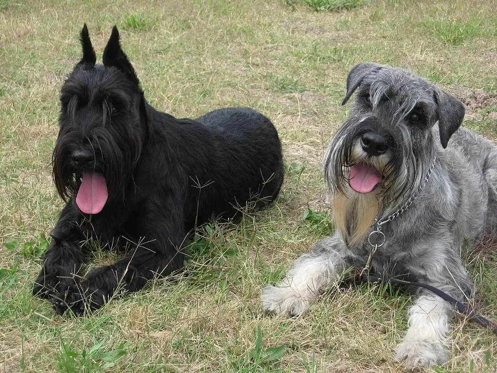 Schnauzer mediano: foto 3