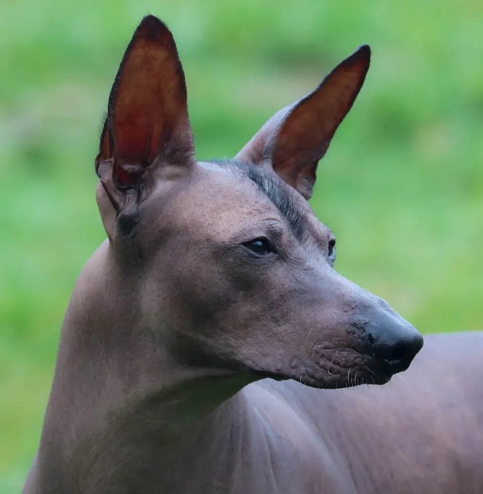 Perro sin pelo del Perú: foto 3