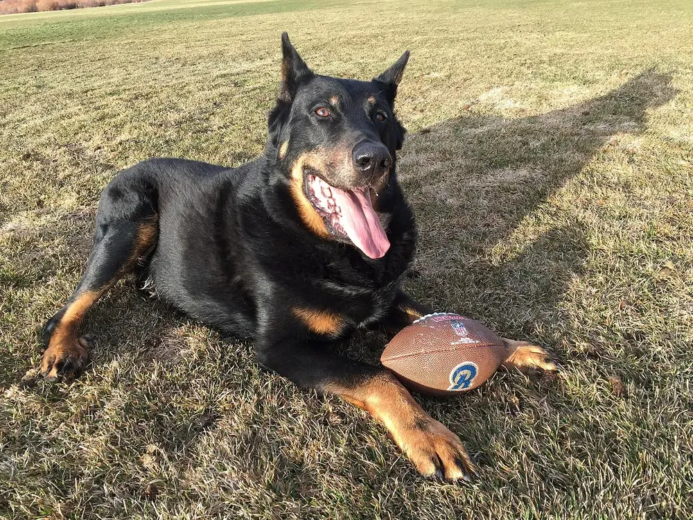 Pastor de Beauce (Beauceron): foto 3