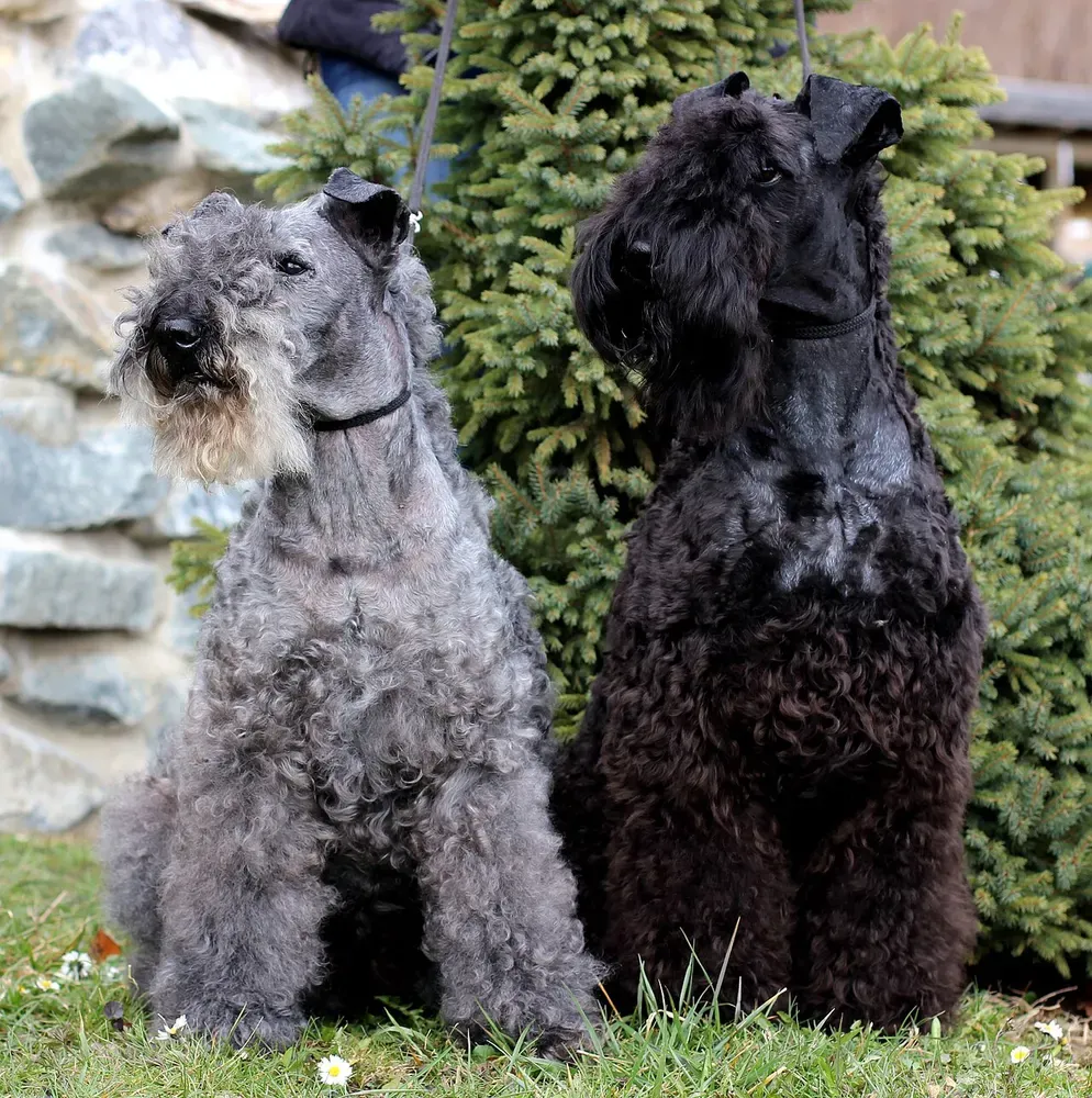 Kerry blue terrier: foto 3