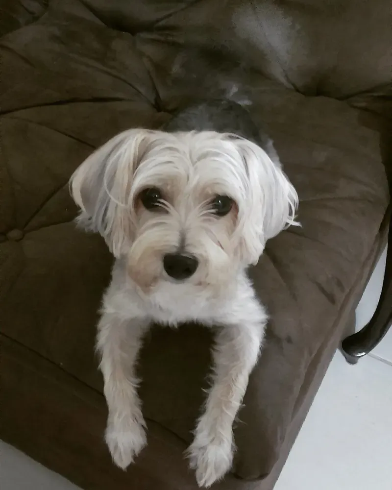 Morkie: foto 3