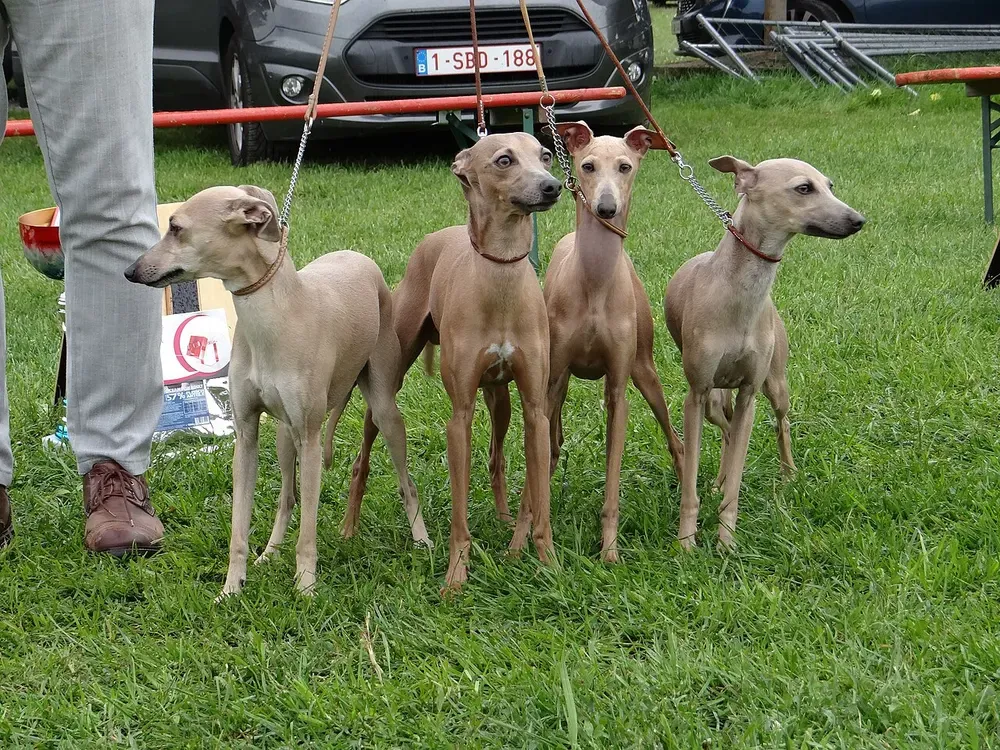 Galgo italiano: foto 3