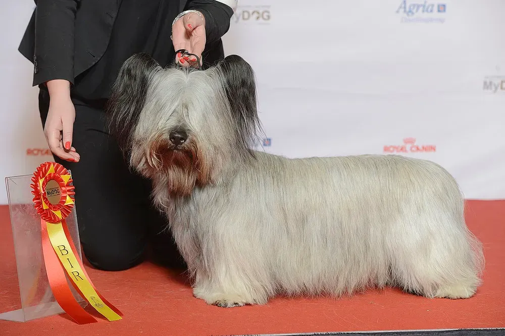 Skye terrier: foto 3