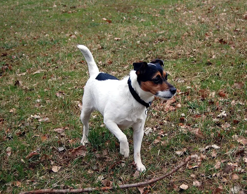 Parson Russell terrier: foto 3