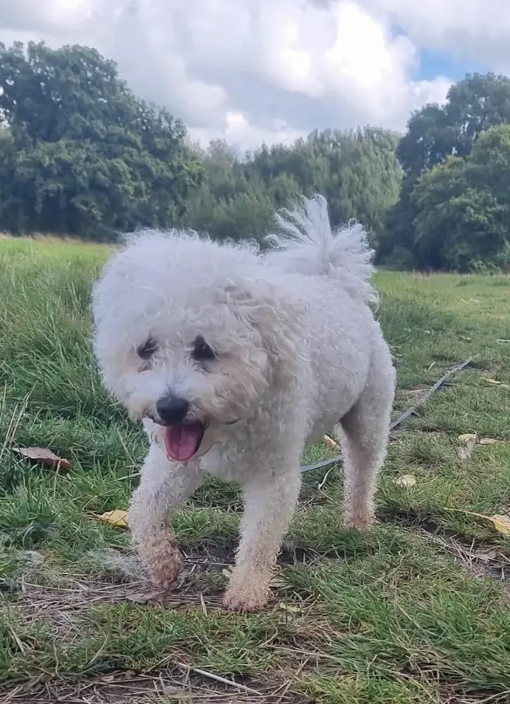 Bichón boloñés: foto 3